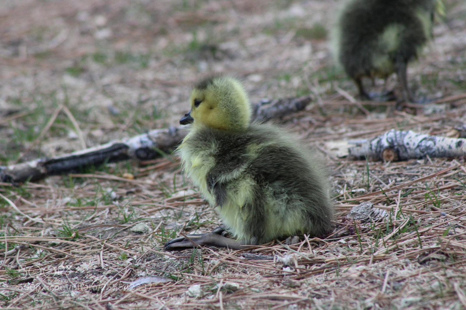 Canon EF 75-300mm f/4-5.6 sample photo. Gosling photography