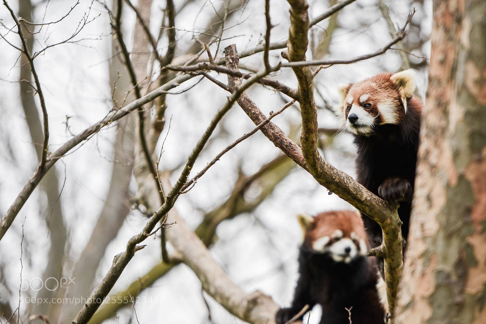 Nikon D3400 sample photo. Red pandas photography