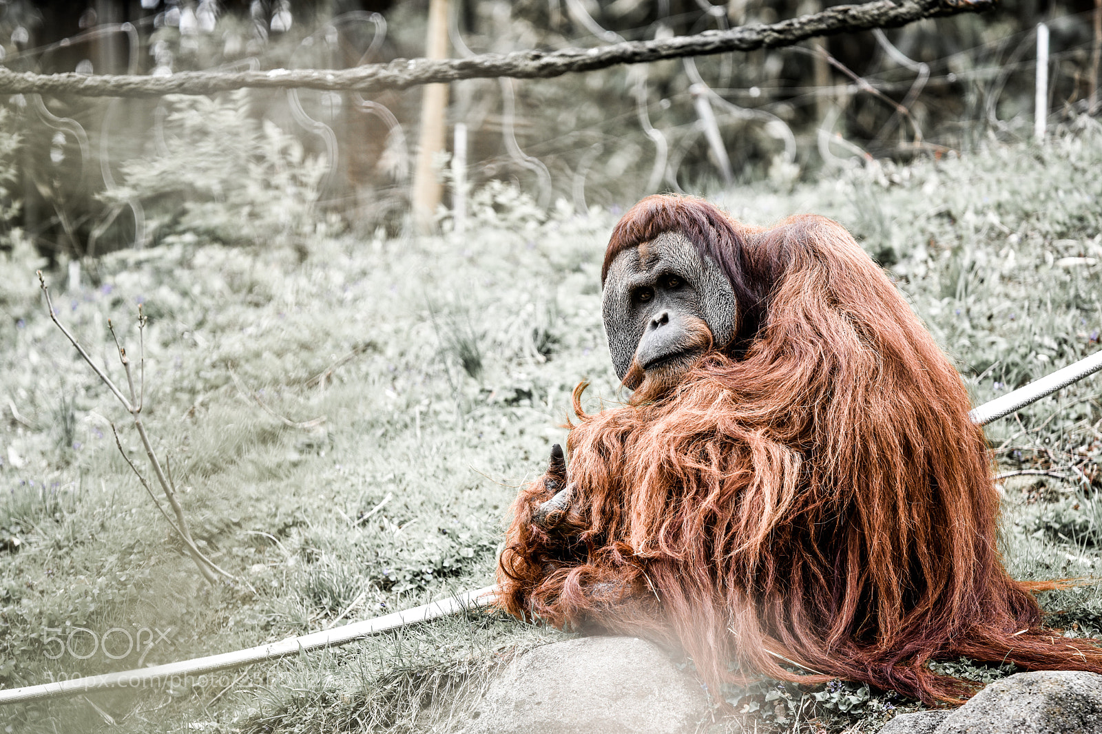 Nikon D3400 sample photo. Orangutan photography