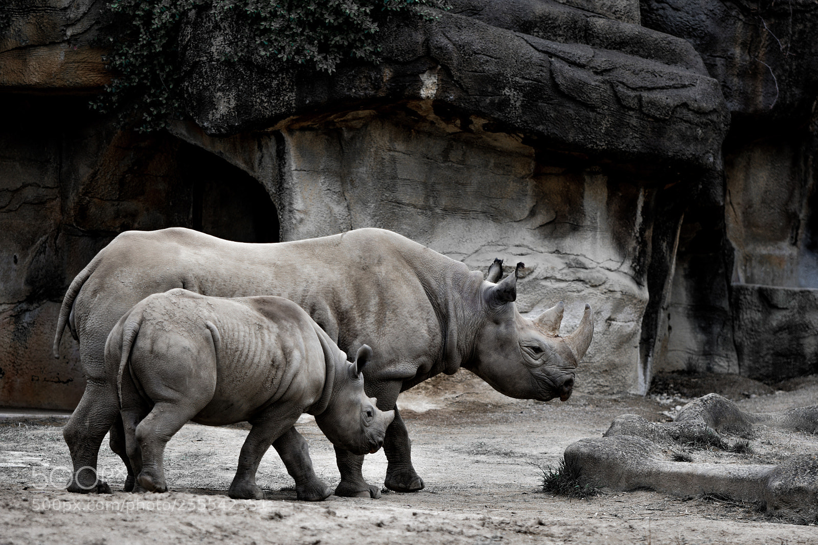 Nikon D3400 sample photo. Rhinoceroses photography