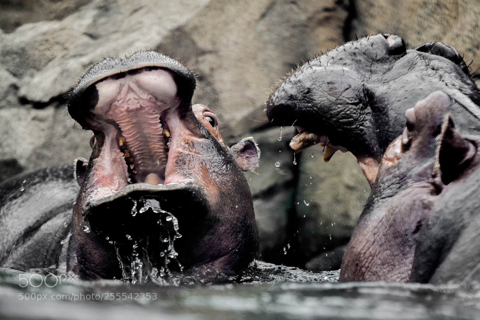 Nikon D3400 sample photo. Hippopotamuses photography