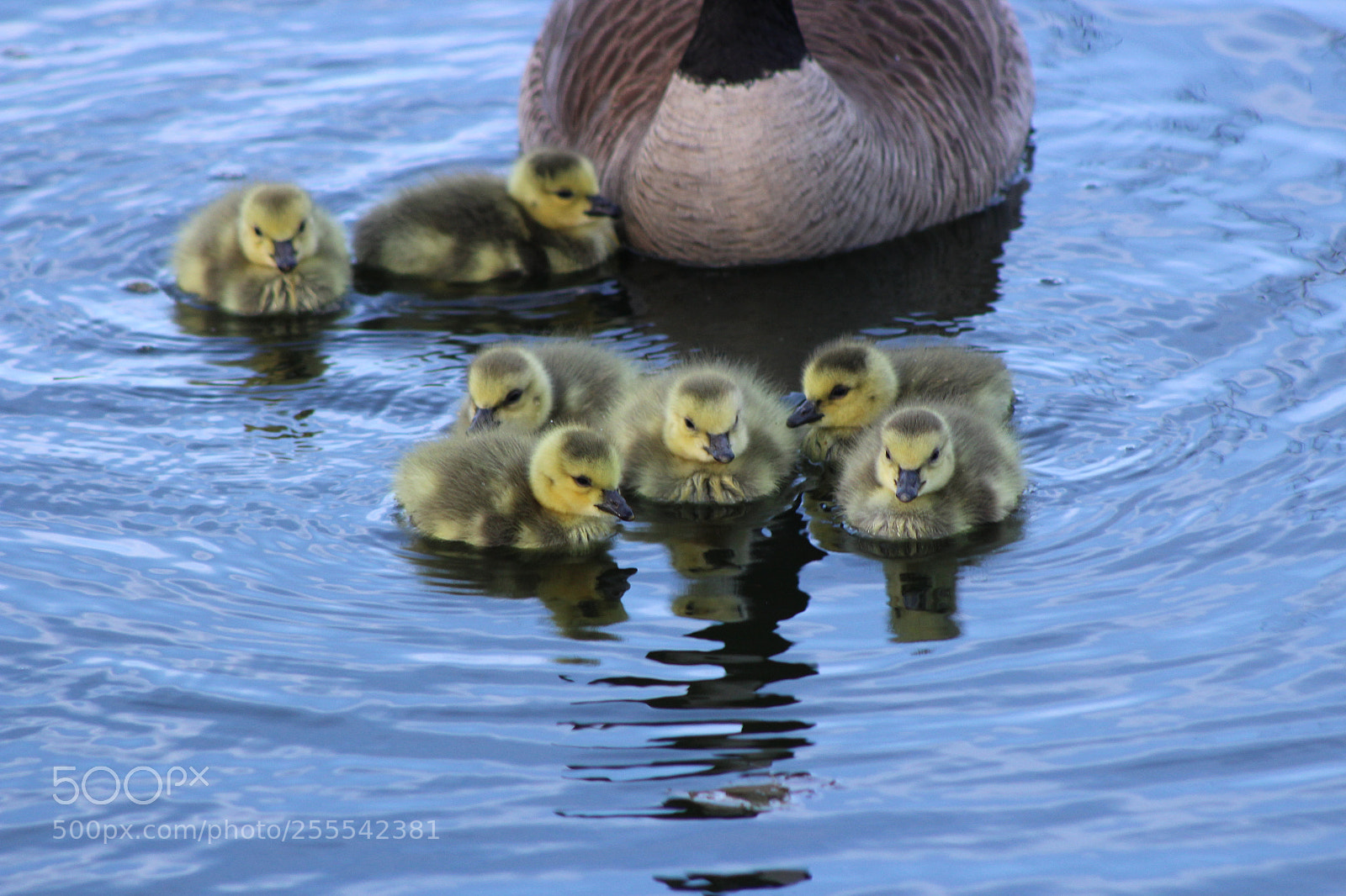 Canon EF 75-300mm f/4-5.6 sample photo. Goslings photography