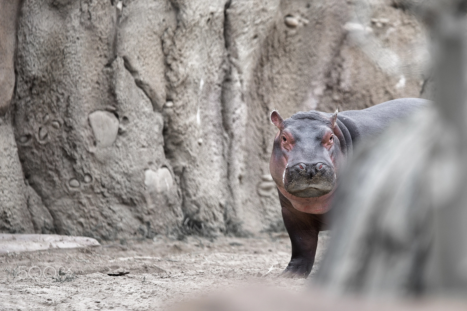 Nikon D3400 sample photo. Hippopotamus photography
