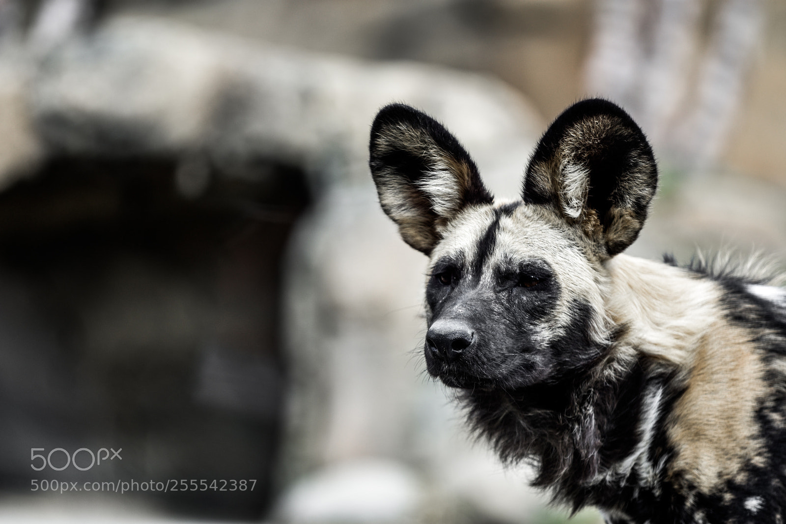 Nikon D3400 sample photo. African painted dog photography