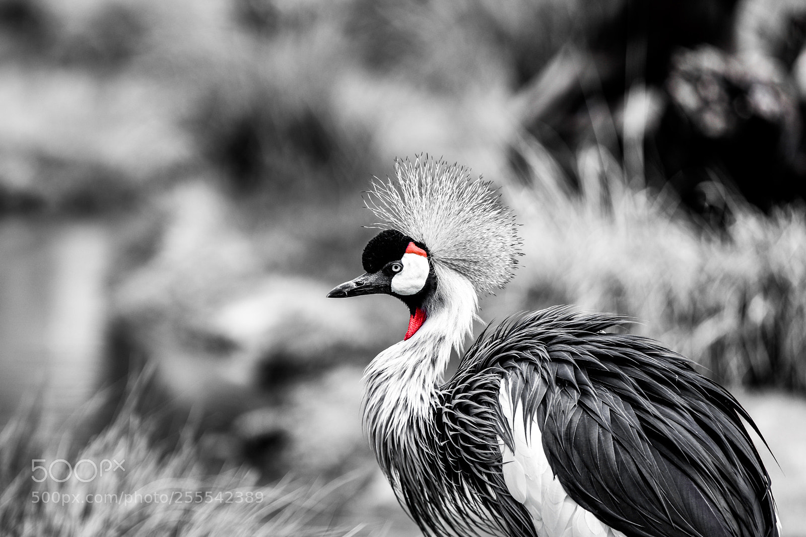 Nikon D3400 sample photo. East african crowned crane photography