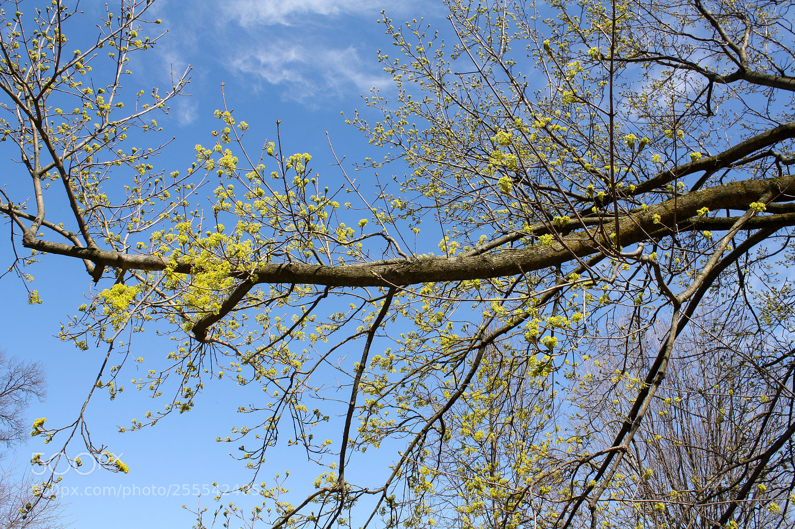 Canon EOS 1000D (EOS Digital Rebel XS / EOS Kiss F) sample photo. Prospect park, april 2018 photography