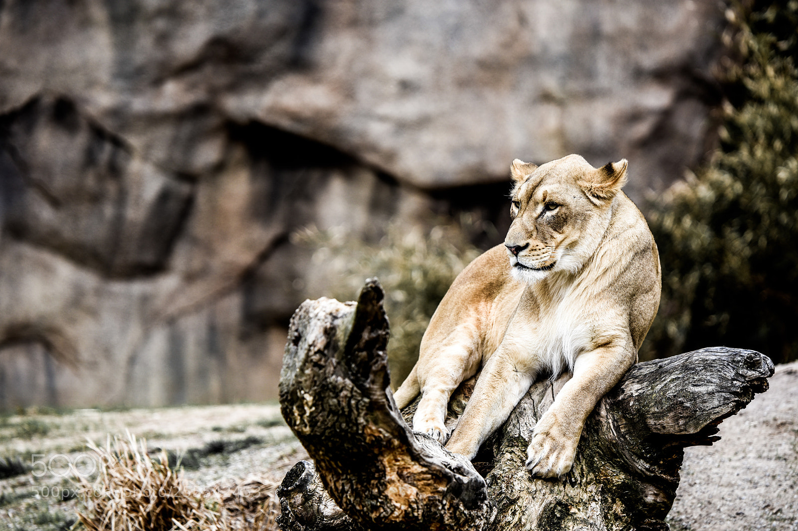 Nikon D3400 sample photo. Lion photography