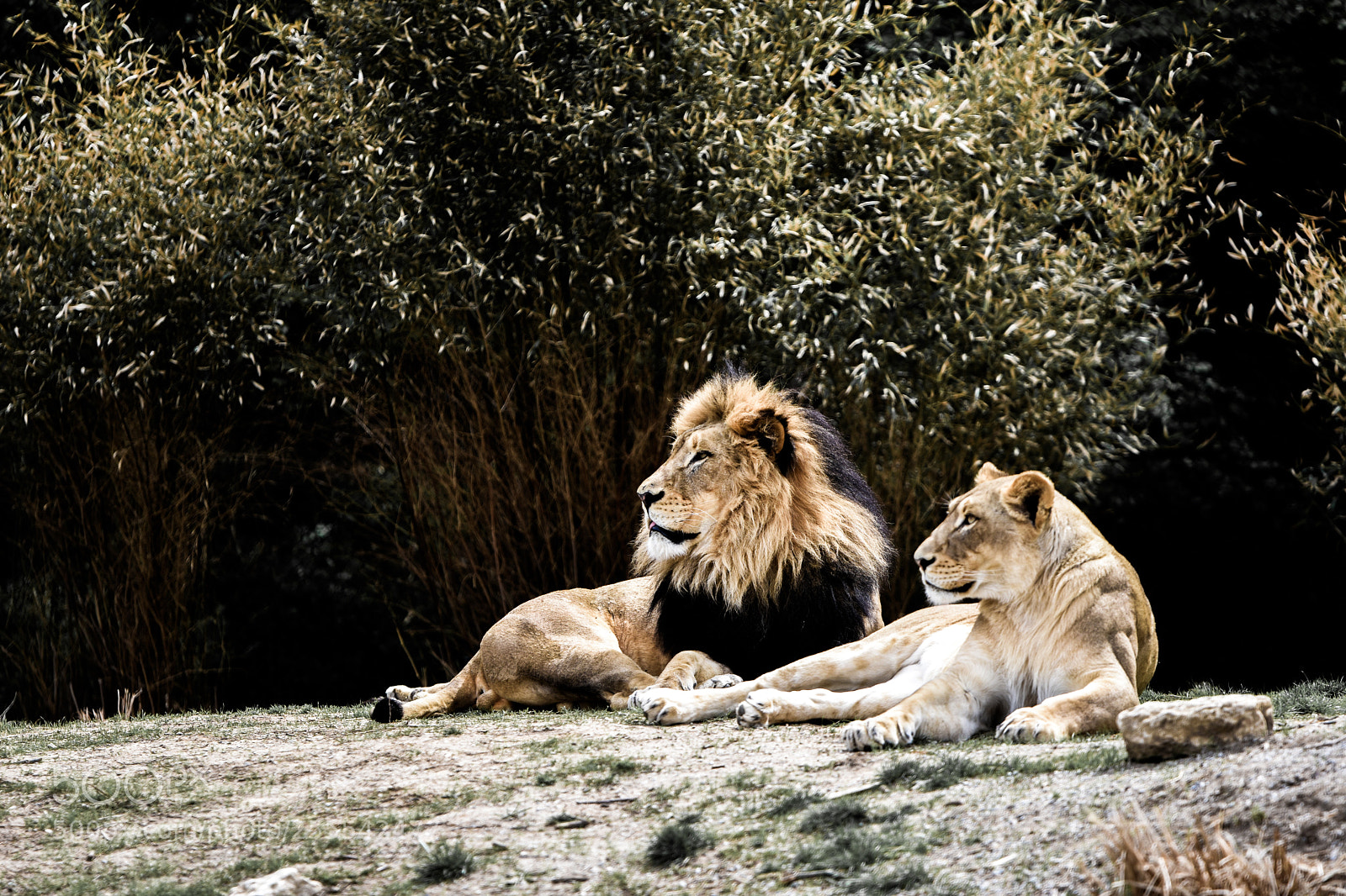 Nikon D3400 sample photo. Lions photography