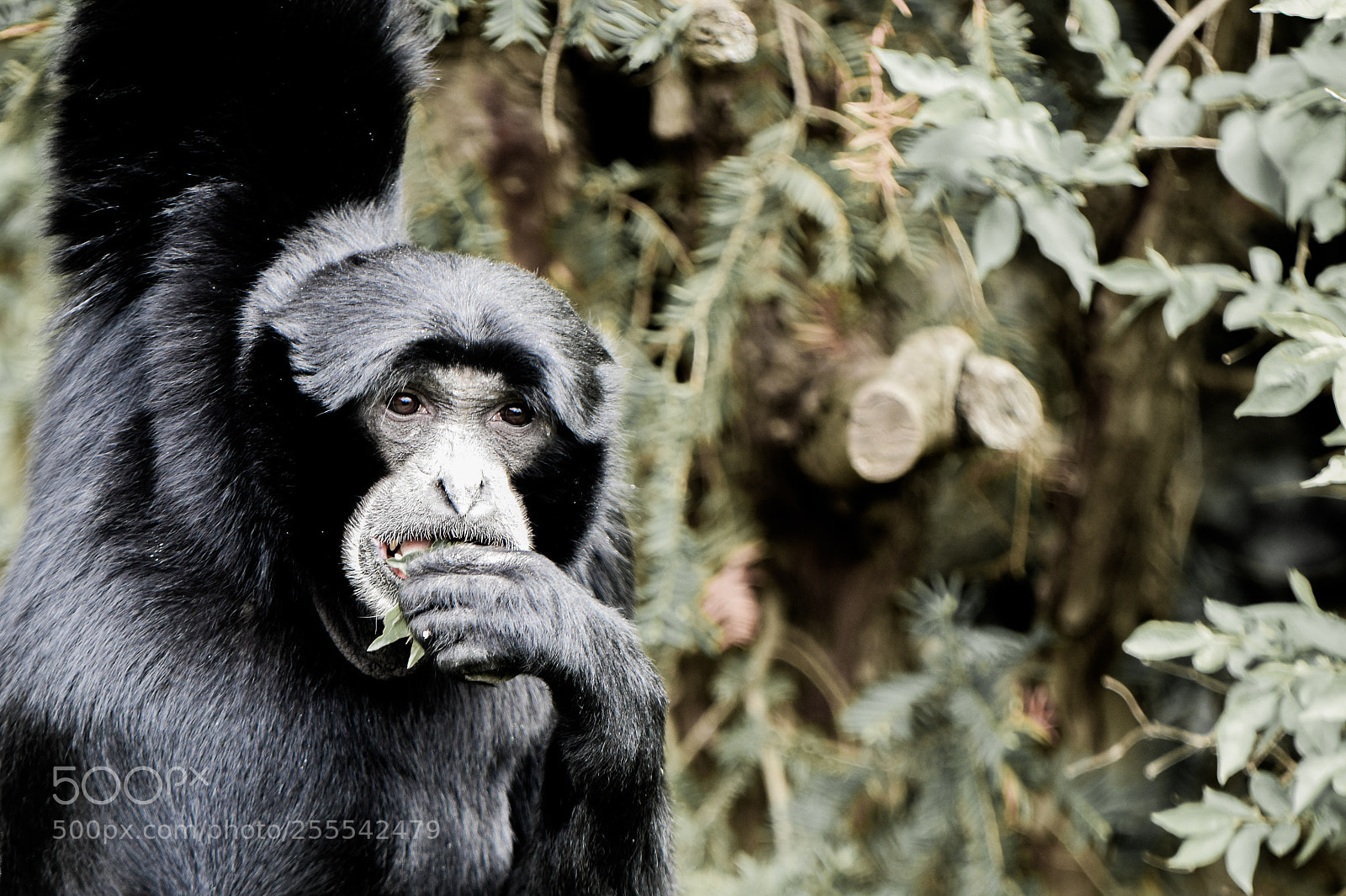 Nikon D3400 sample photo. Siamang photography