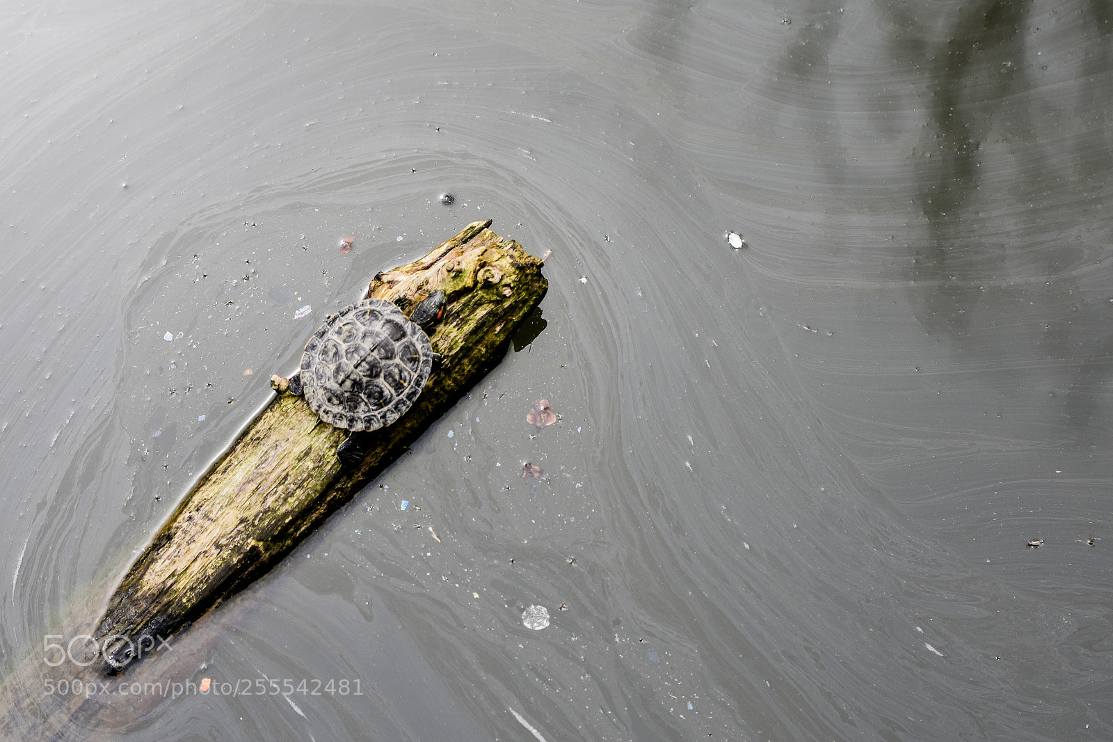 Nikon D3400 sample photo. Red-eared slider photography