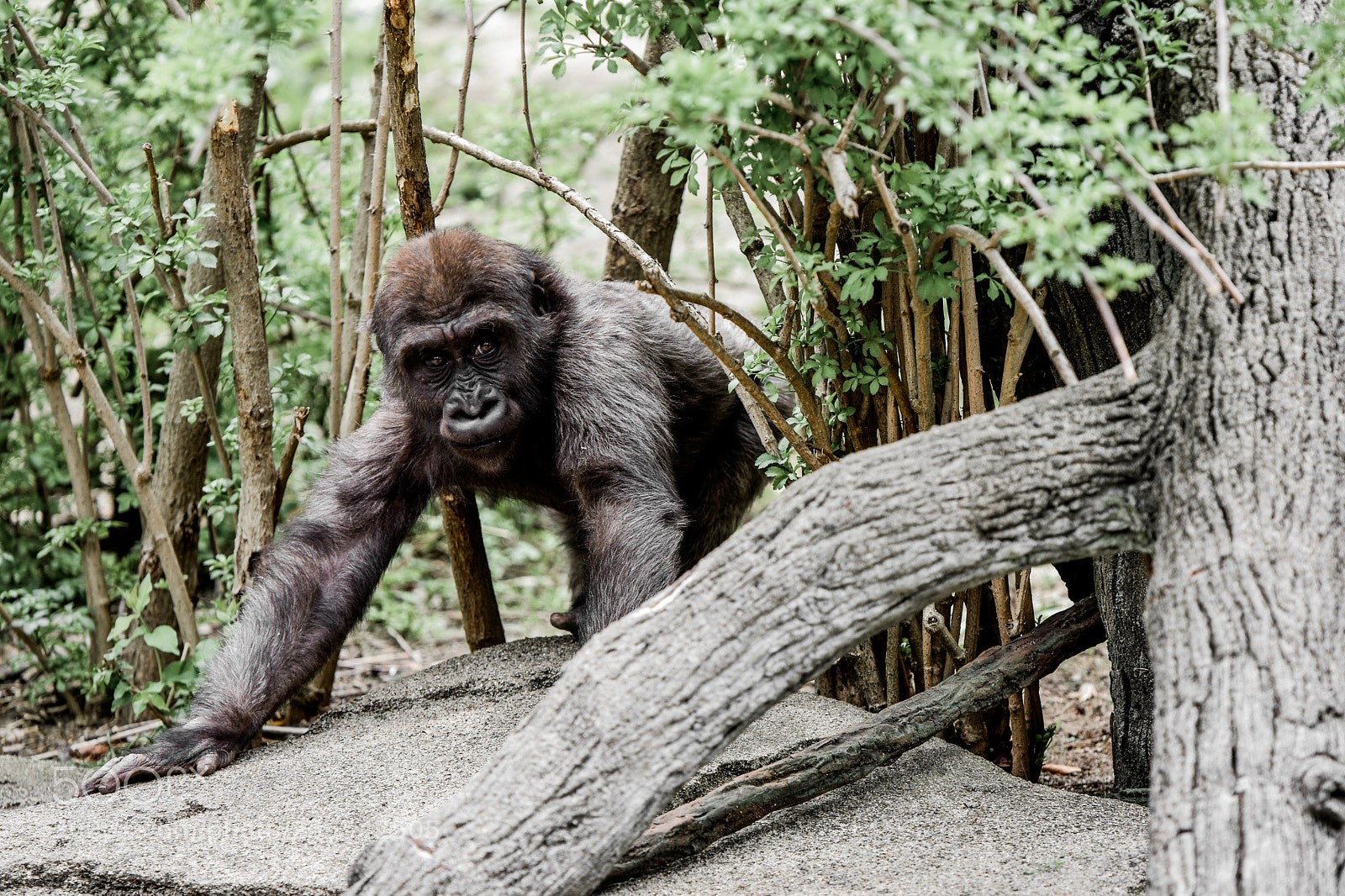 Nikon D3400 sample photo. Baby gorilla photography