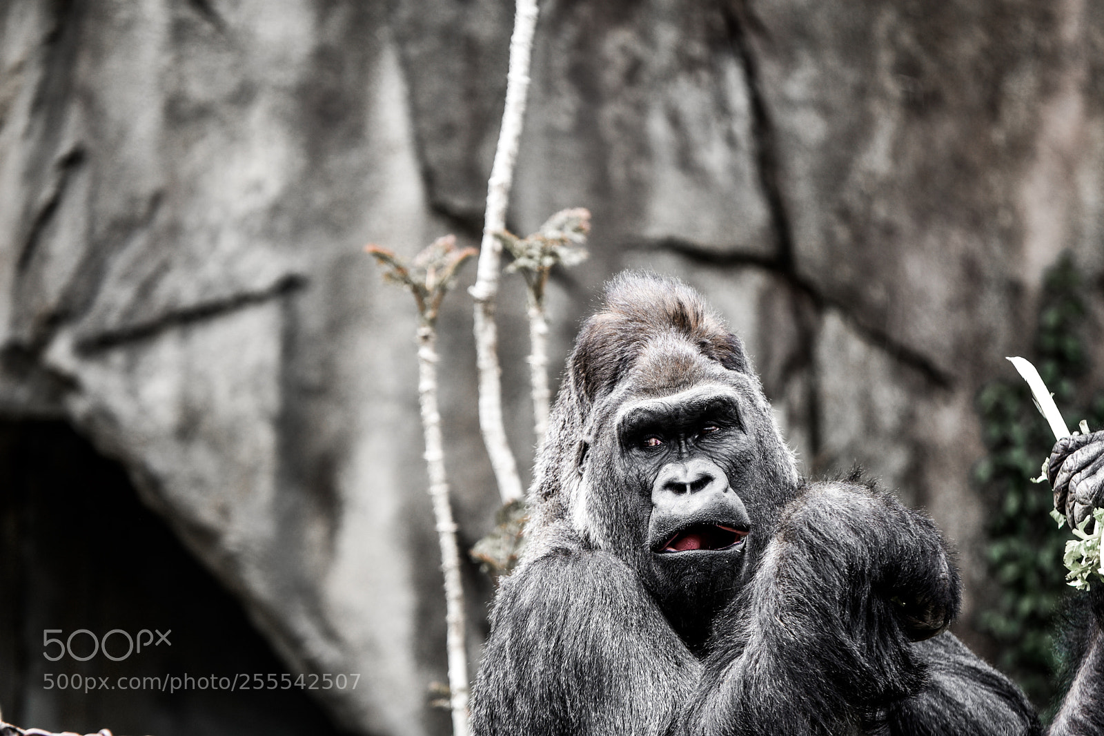 Nikon D3400 sample photo. Silverback gorilla photography