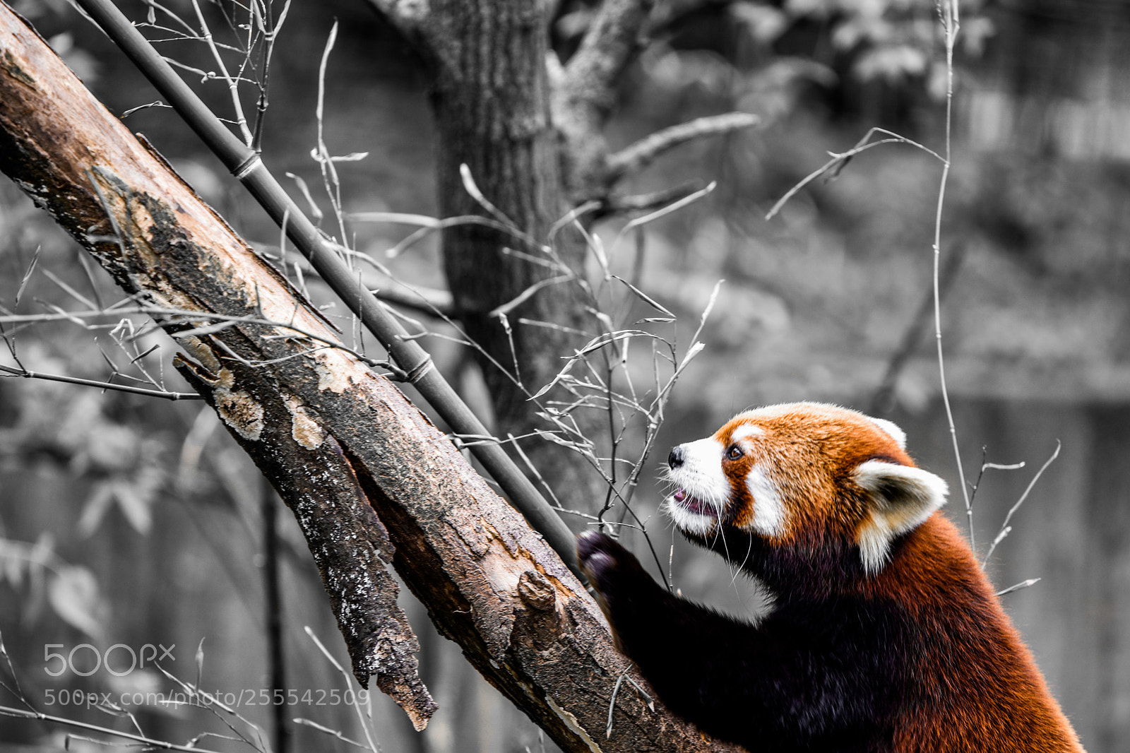 Nikon D3400 sample photo. Red panda photography