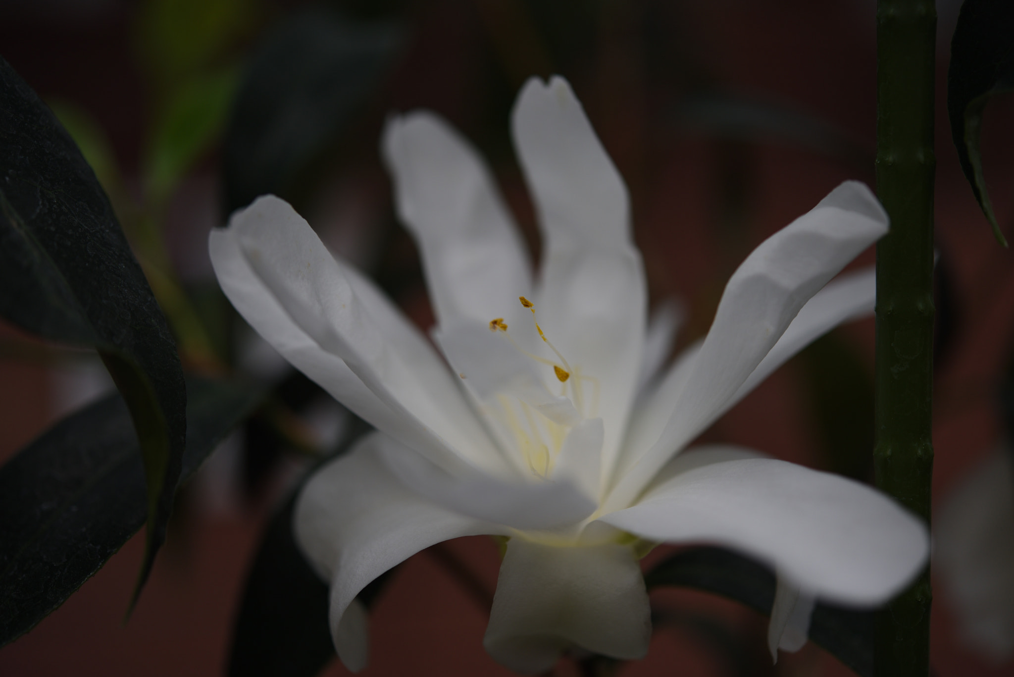 Nikon AF-S Micro-Nikkor 60mm F2.8G ED sample photo. 椿・白孔雀（しろくじゃく） 野々市中央公園 photography