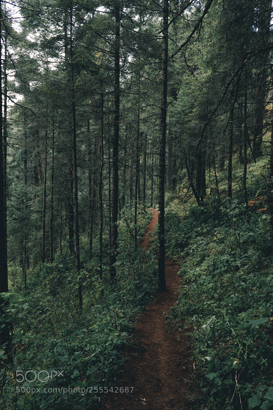 Canon EOS 550D (EOS Rebel T2i / EOS Kiss X4) sample photo. Follow the road. photography
