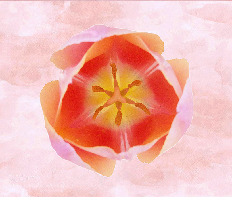 Canon PowerShot G12 sample photo. Tulip mandala photography