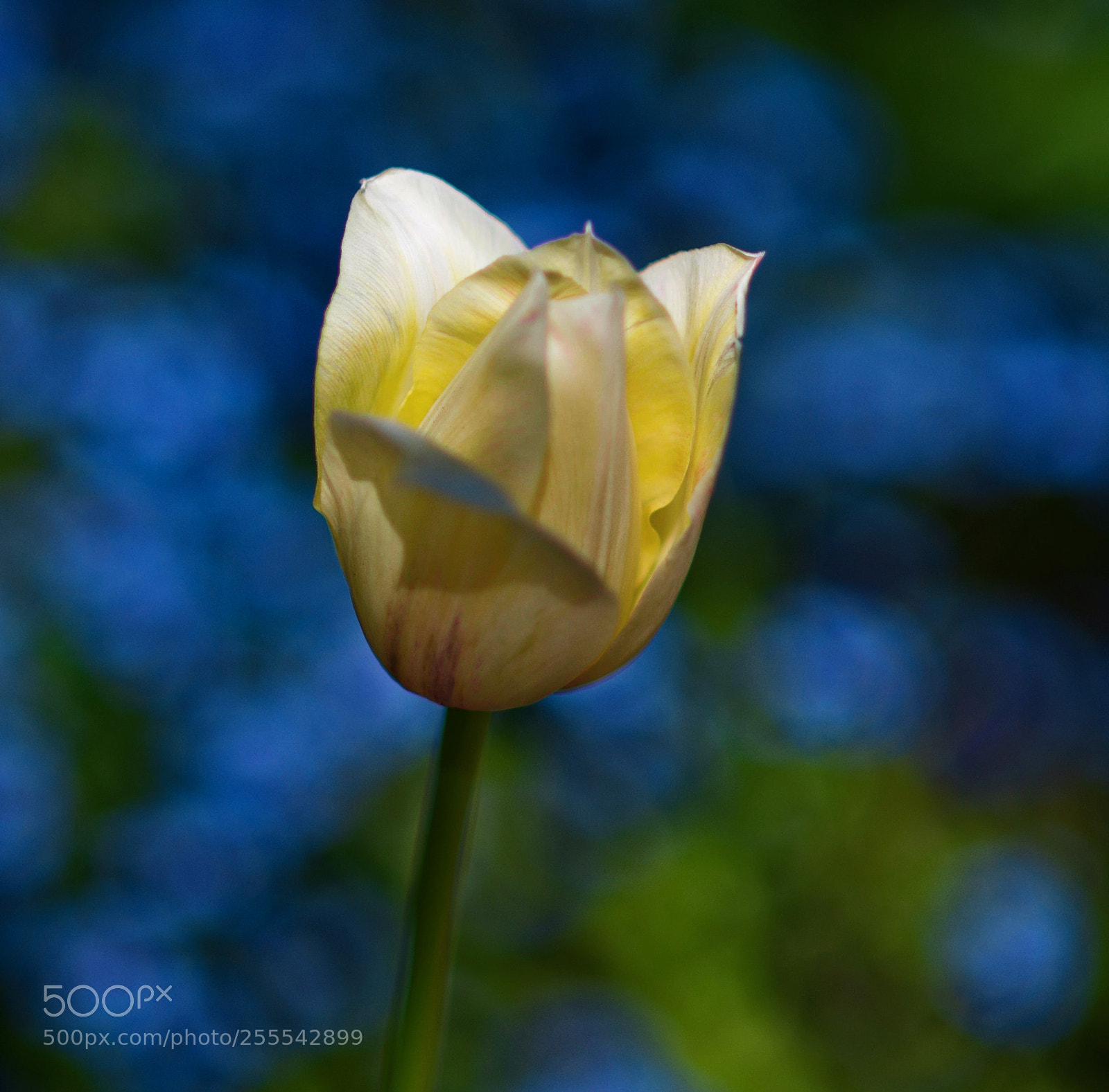 Pentax K-5 IIs sample photo. Untitled photography
