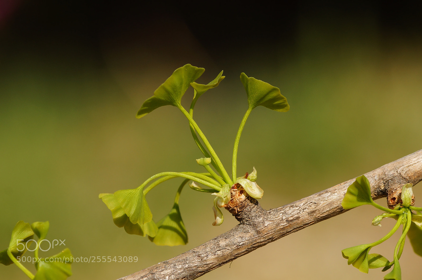 Sony SLT-A57 sample photo. Ginkgo photography