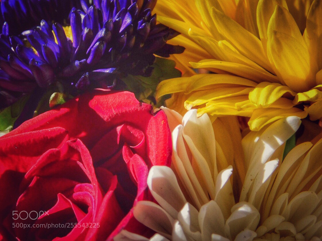 Nikon Coolpix B500 sample photo. Spring bouquet photography