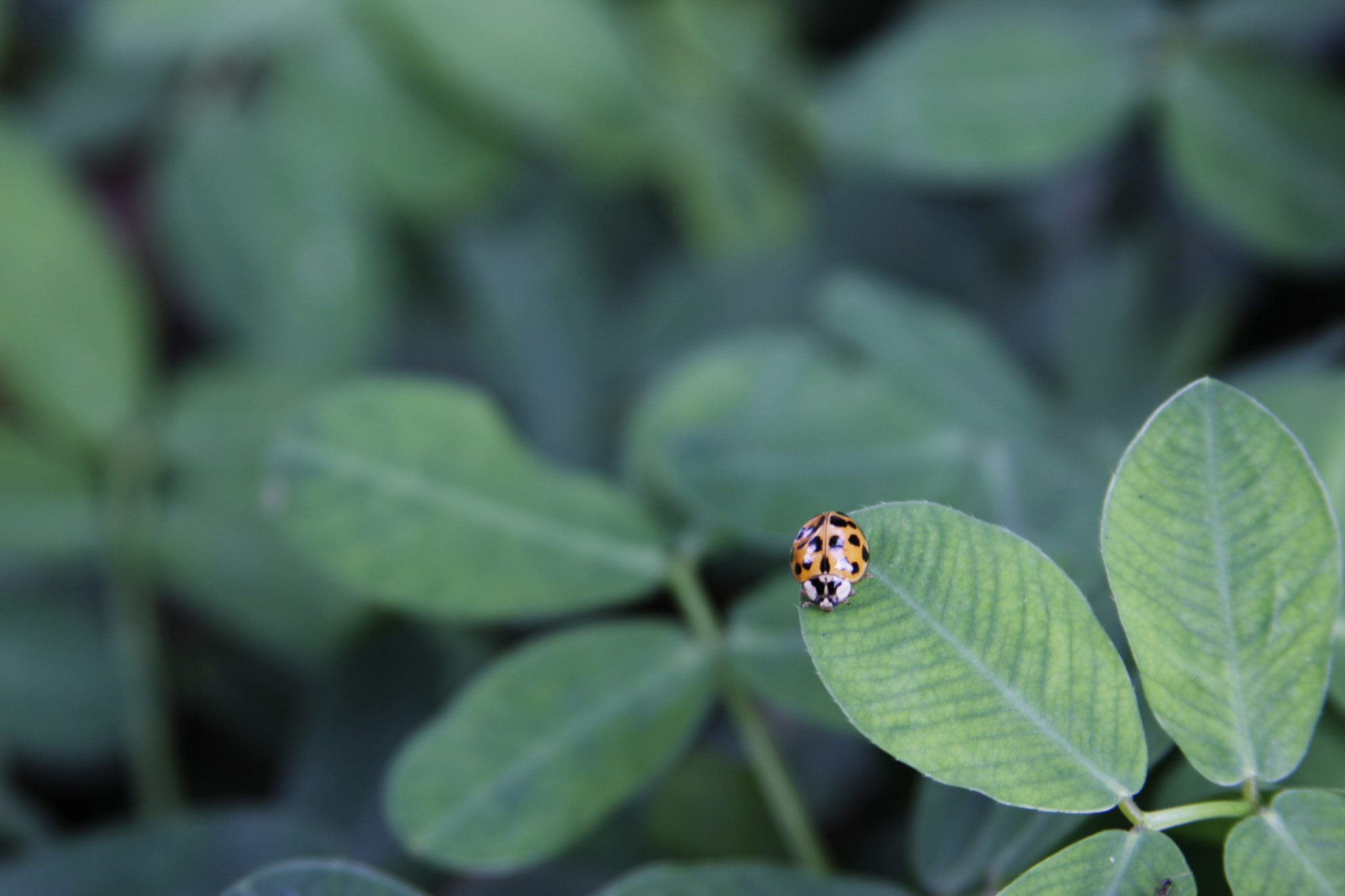 Canon EOS 550D (EOS Rebel T2i / EOS Kiss X4) + Canon EF 28-135mm F3.5-5.6 IS USM sample photo. Ladybug photography