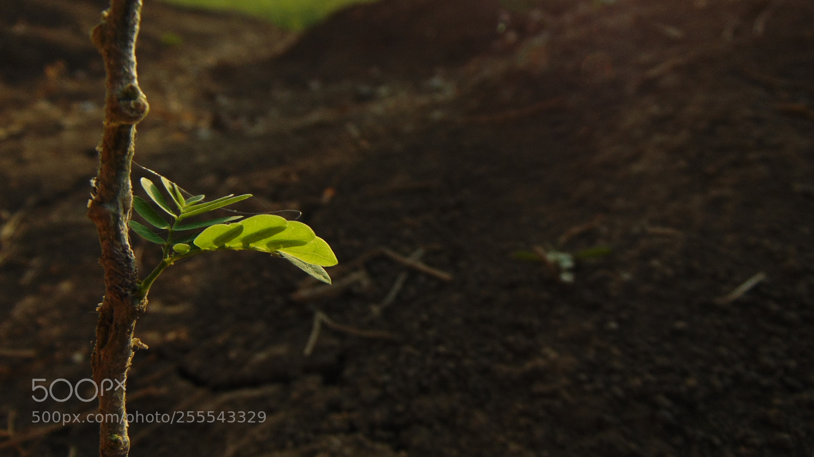 Sony Cyber-shot DSC-H300 sample photo. Rebirth photography