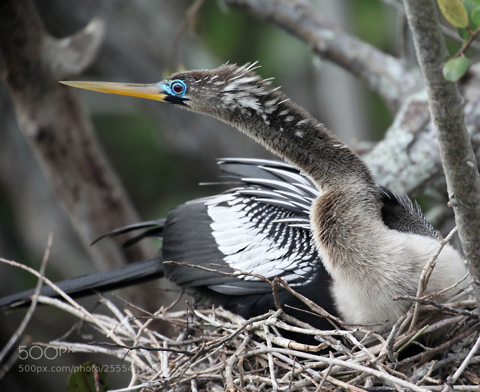 Canon EOS 5D Mark II sample photo. Anhingas on nest photography