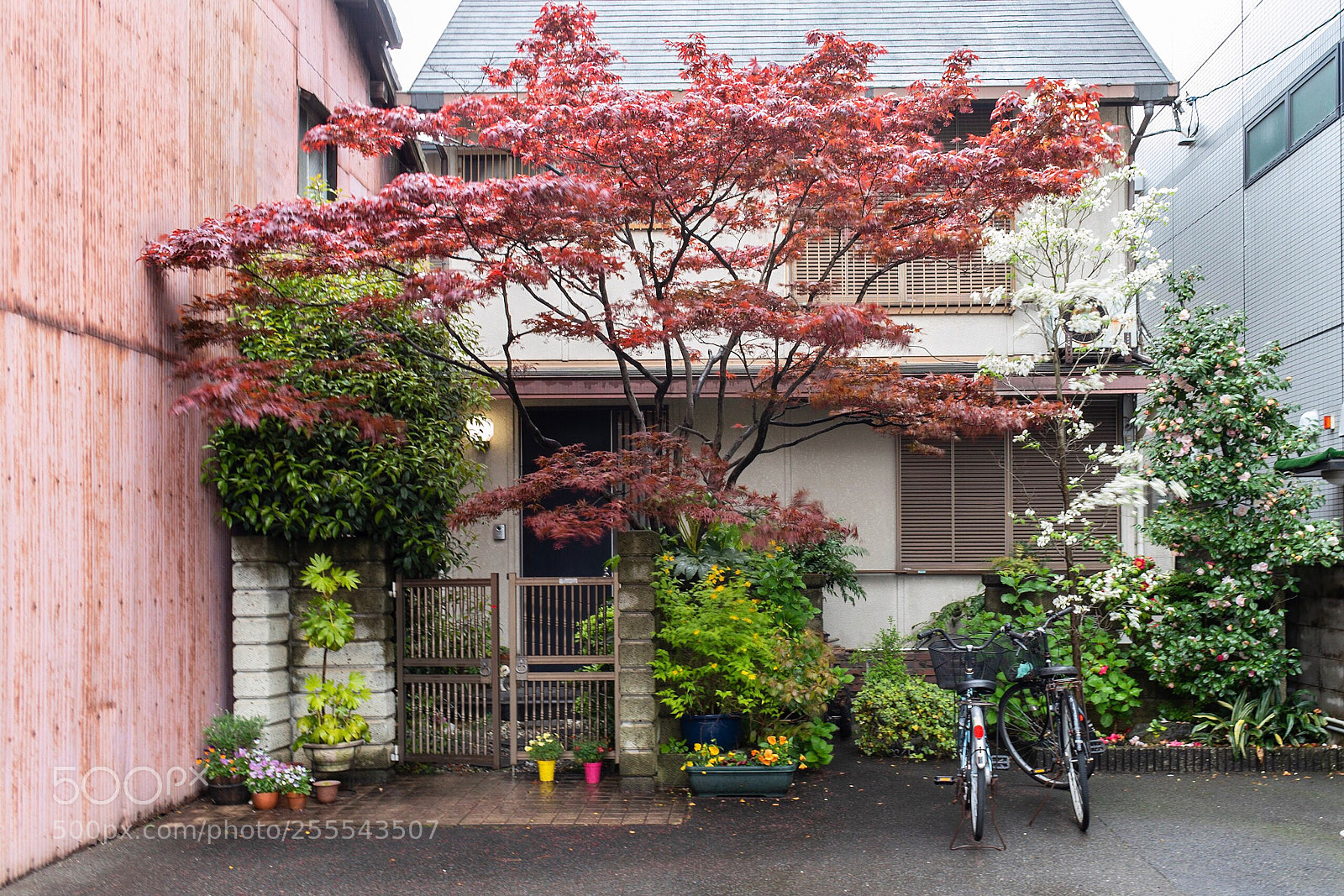 Nikon D5600 sample photo. Kyoto photography