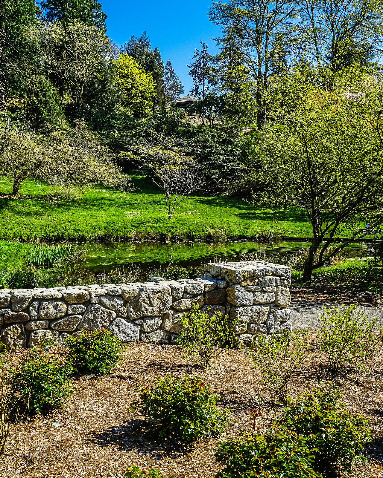 Sony a7 II sample photo. Washington park arboretum photography