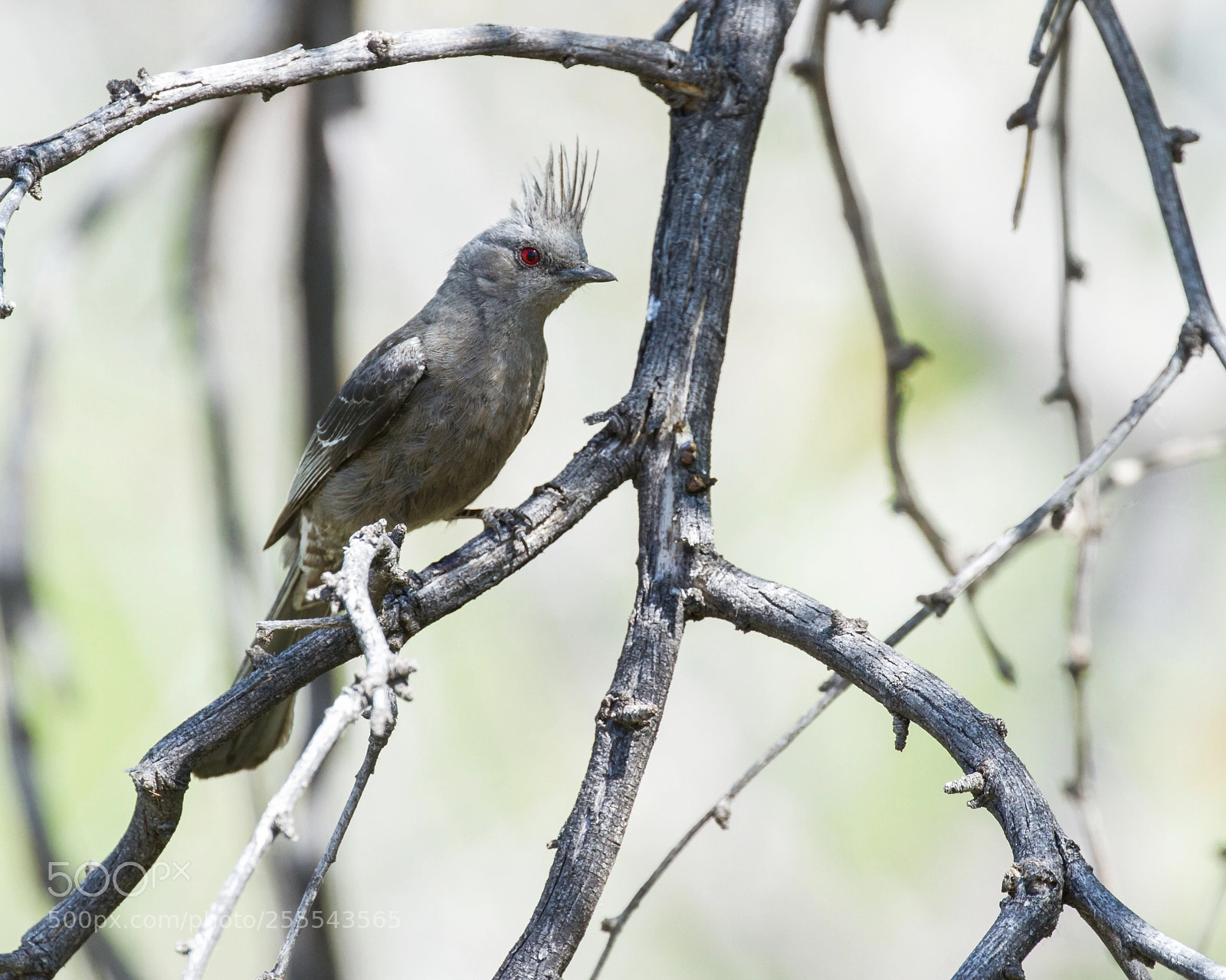 Canon EOS 7D sample photo. Phainopepla photography