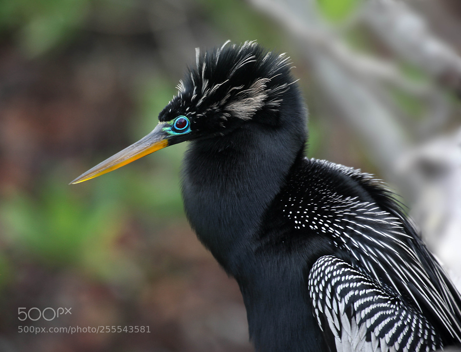 Canon EOS 5D Mark II sample photo. Little blue heron photography