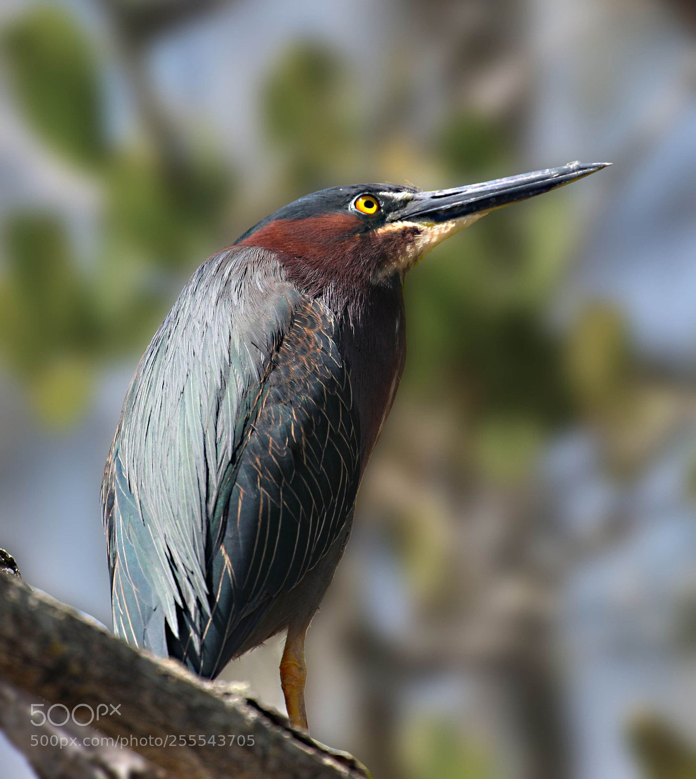 Canon EOS 5D Mark II sample photo. Little blue heron photography
