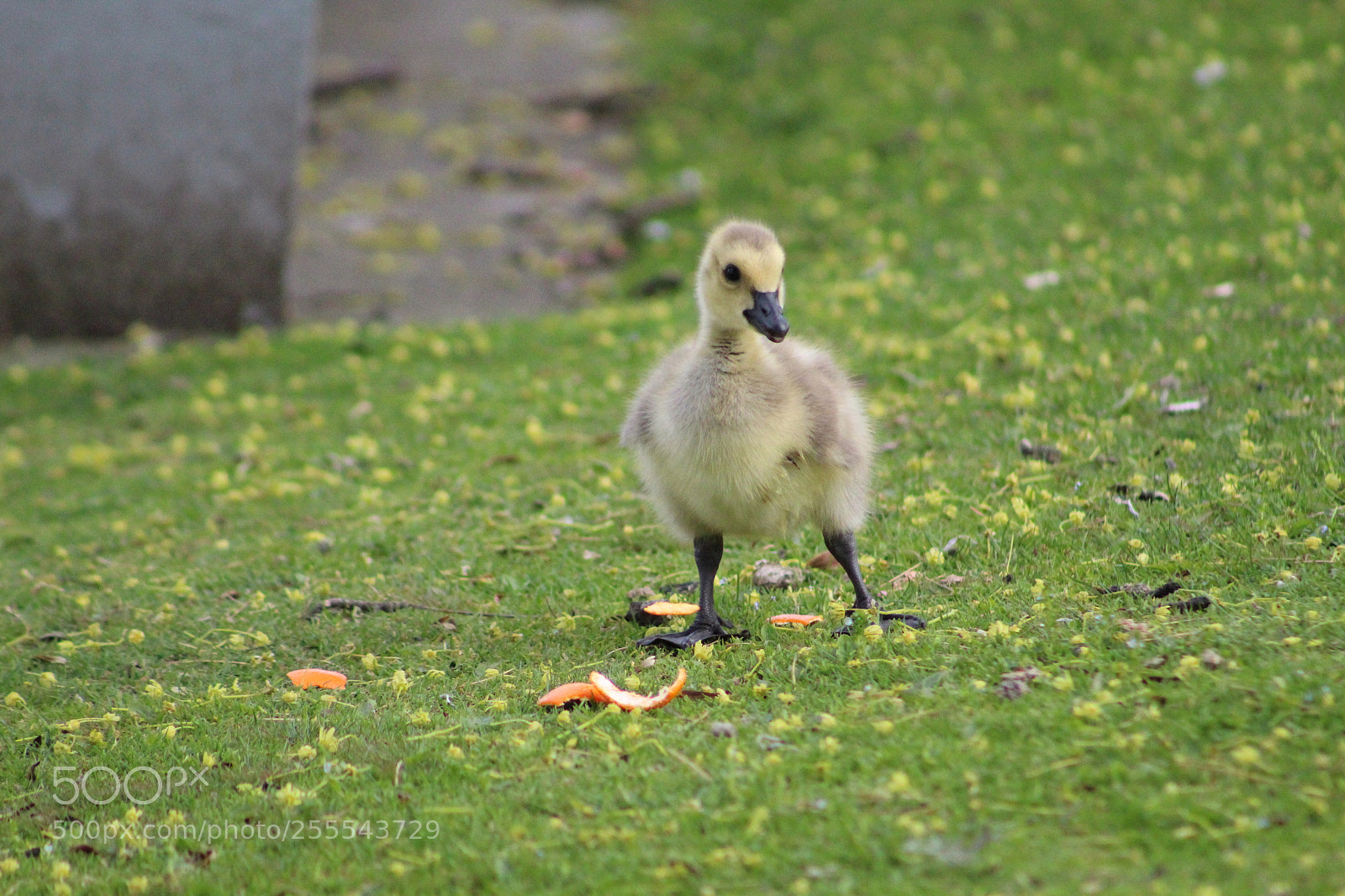 Canon EF 75-300mm f/4-5.6 sample photo. Hungry gosling photography