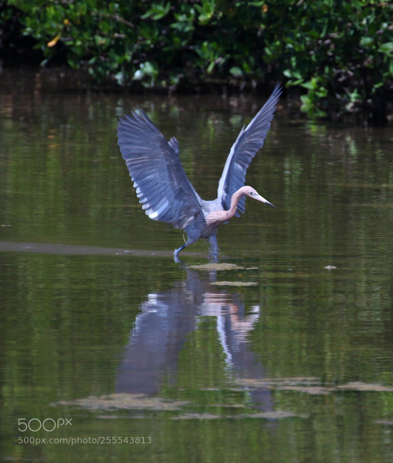Canon EOS 5D Mark II sample photo. Little blue heron photography