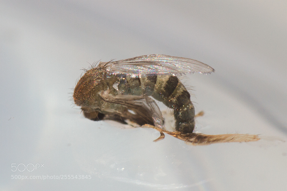 Canon EOS 7D sample photo. Reincarnation of mosquitoes photography