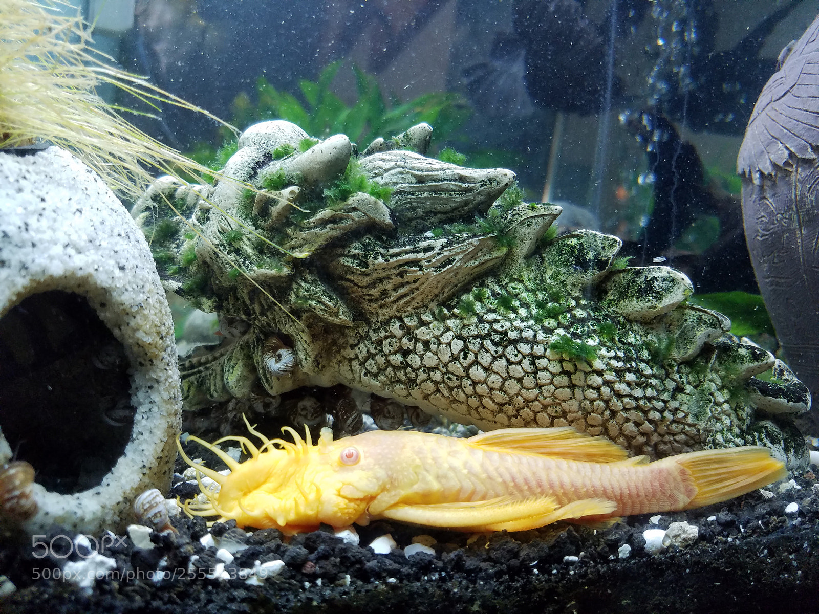 Samsung Galaxy S7 Edge sample photo. Albino pleco photography