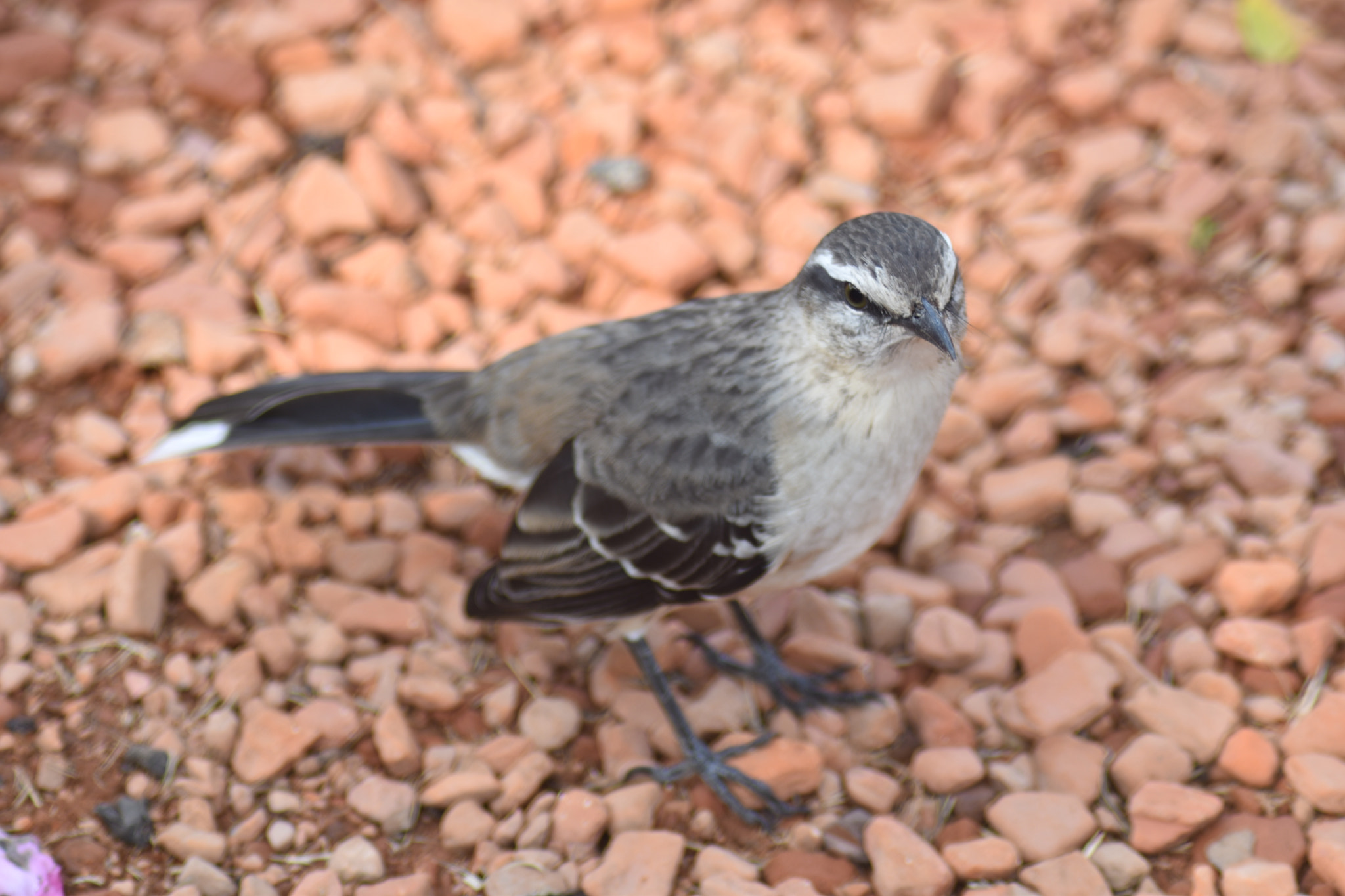 Nikon D5500 + Nikon AF Nikkor 70-300mm F4-5.6G sample photo. Pajarito ❤ photography