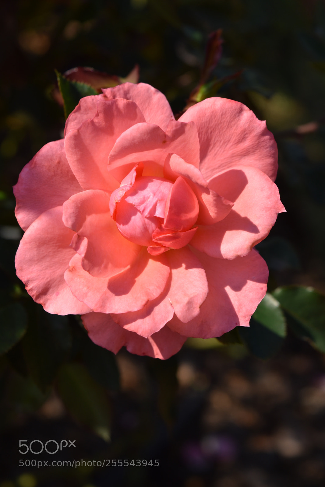 Nikon D5500 sample photo. Untitled photography
