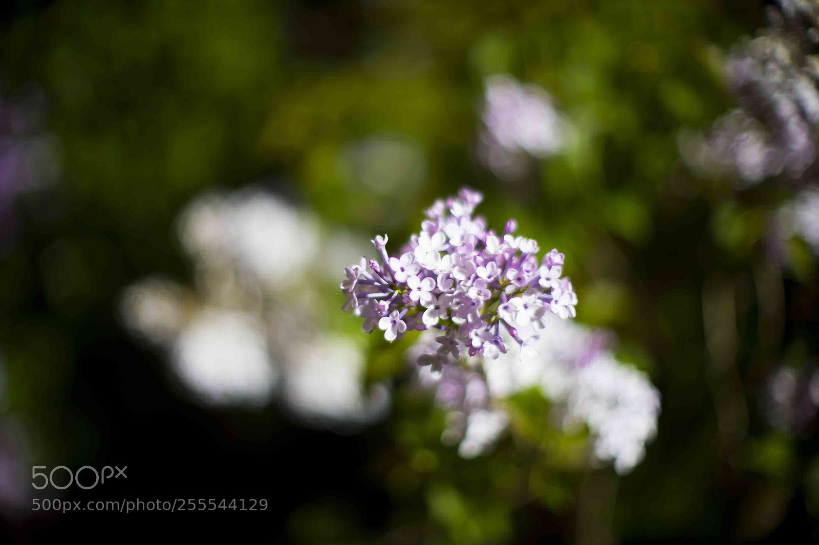 Nikon D4 sample photo. Untitled photography