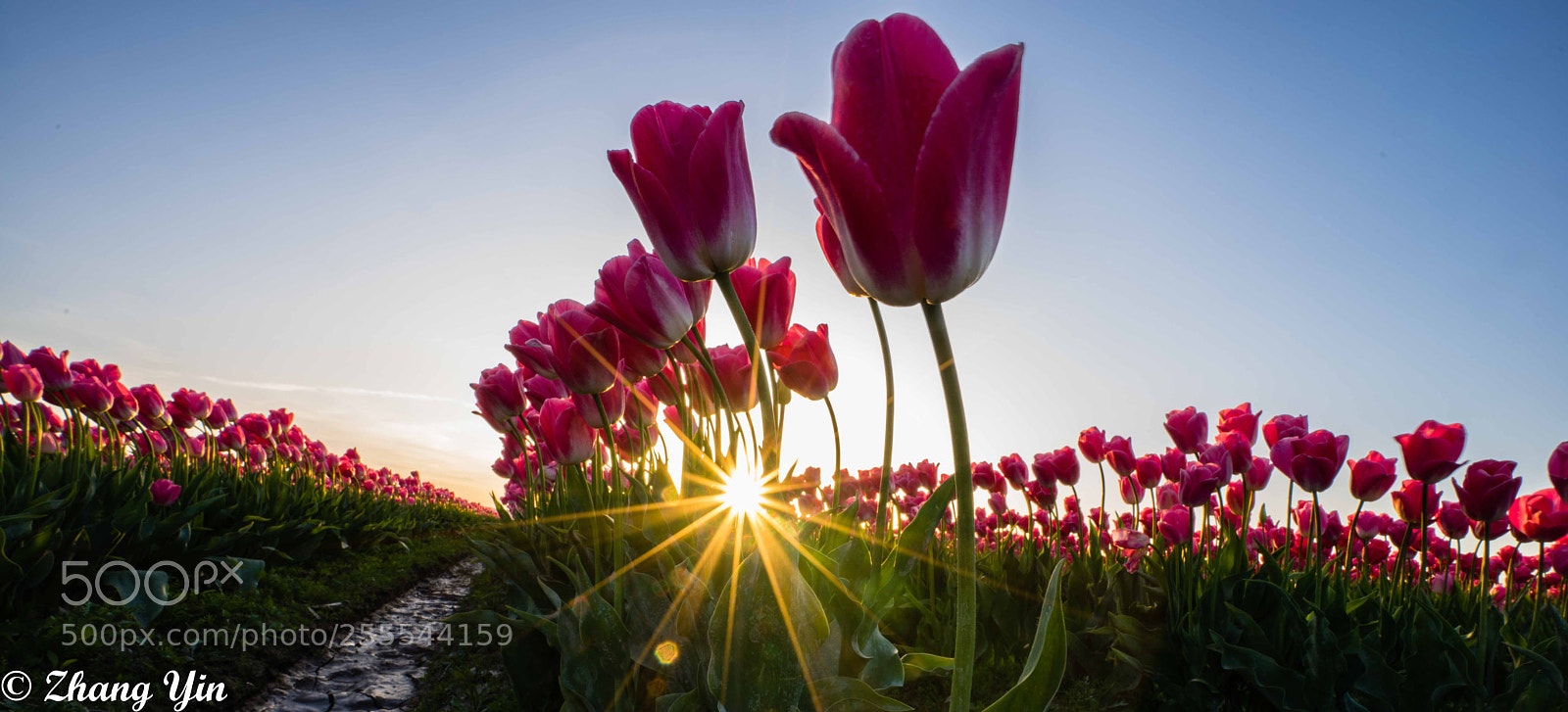 Sony a7R sample photo. Tulips photography