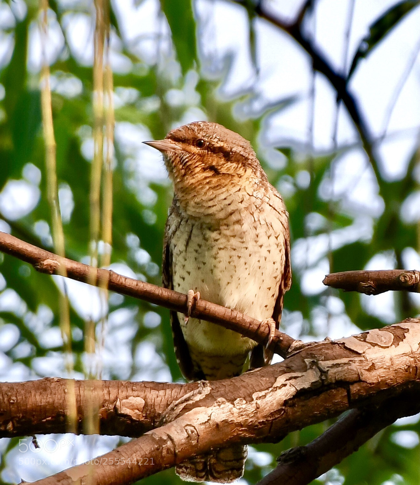 Nikon D500 sample photo. Eurasian wryneck 小蚁鴷 可惜没看到进食时那巨长的舌头 photography