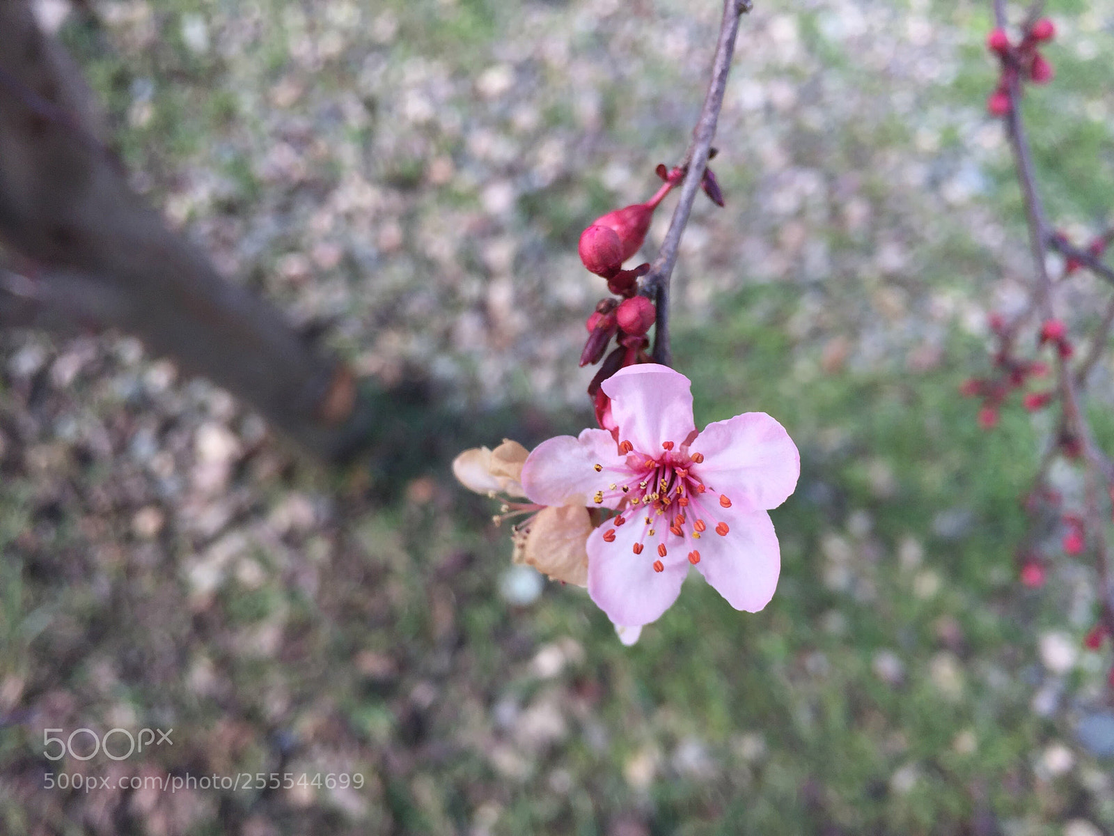Apple iPhone 6 sample photo. Backyard cherry blossom photography