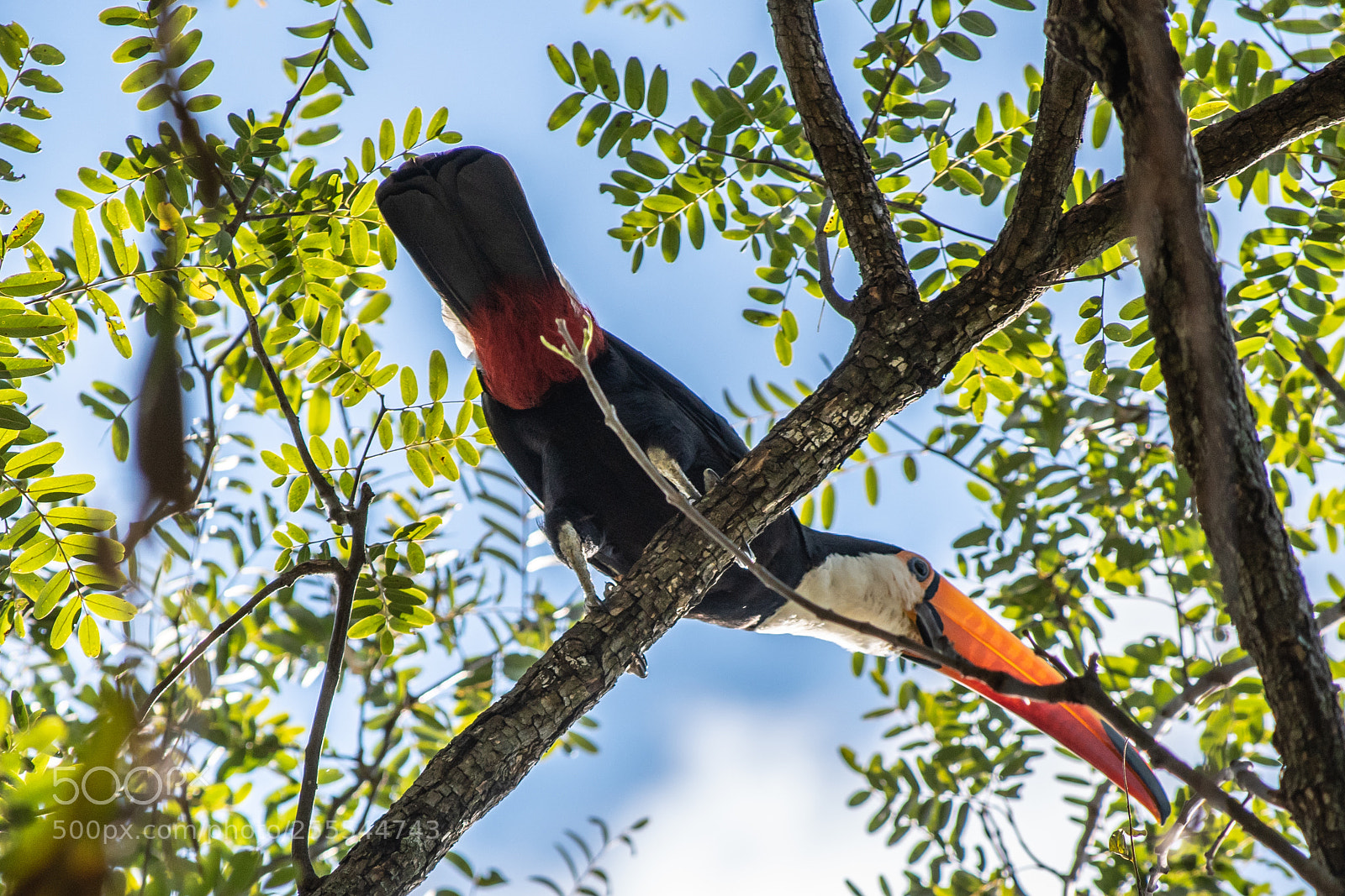 Nikon D5600 sample photo. Tucano 2 photography
