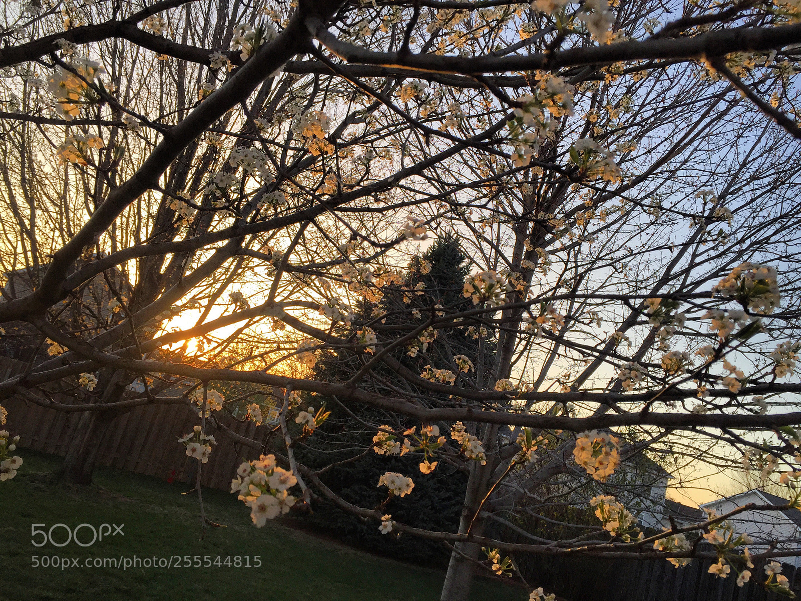Apple iPhone 6 sample photo. Arbor day sunset with photography