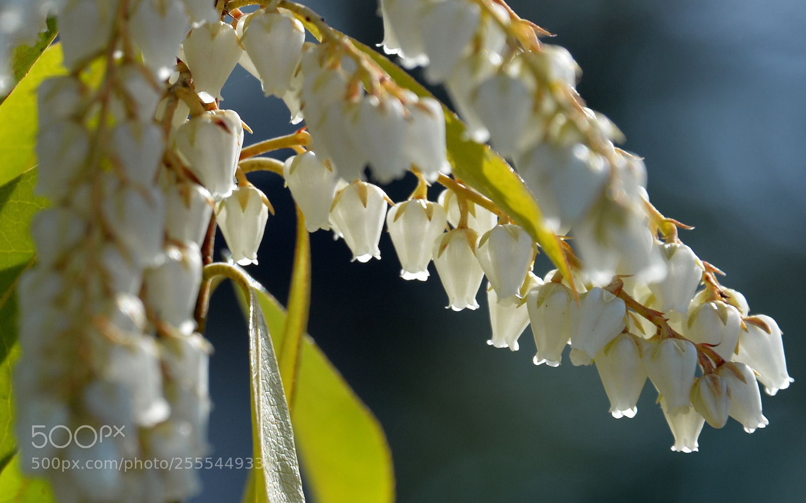 Nikon D610 sample photo. Spring  photography