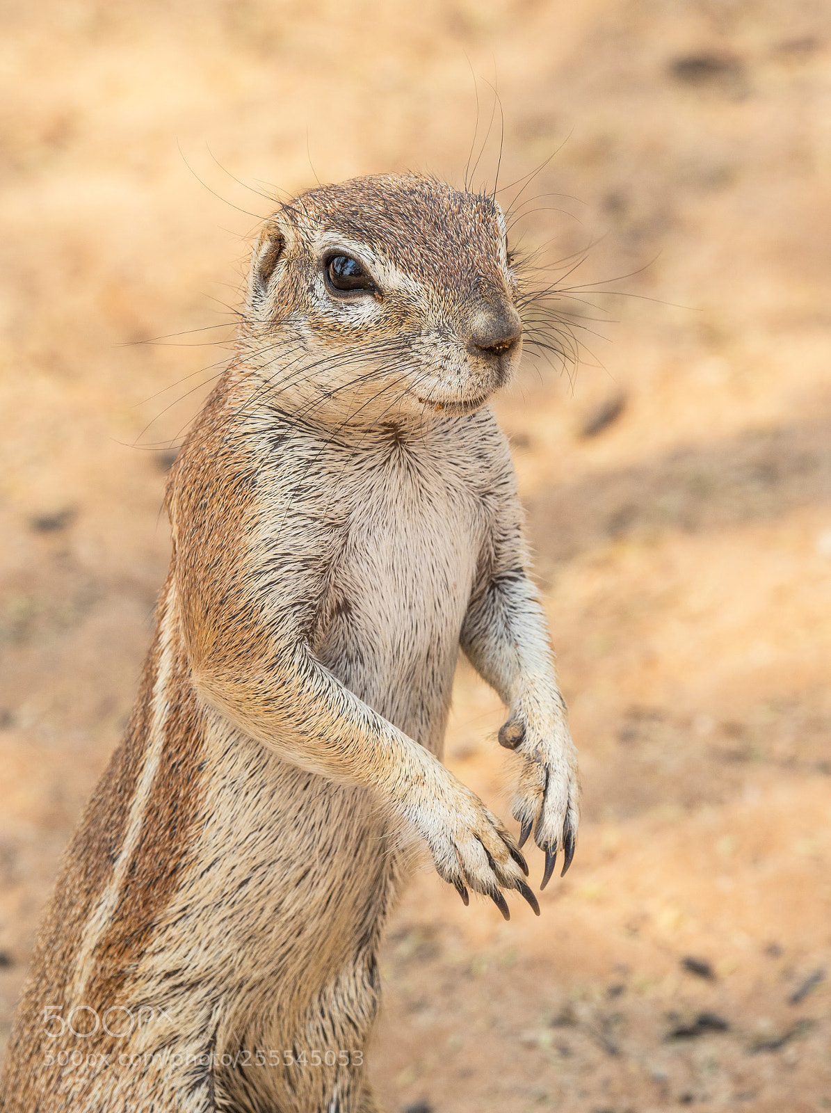 Olympus OM-D E-M1 Mark II sample photo. Cape ground squirrel portrait photography