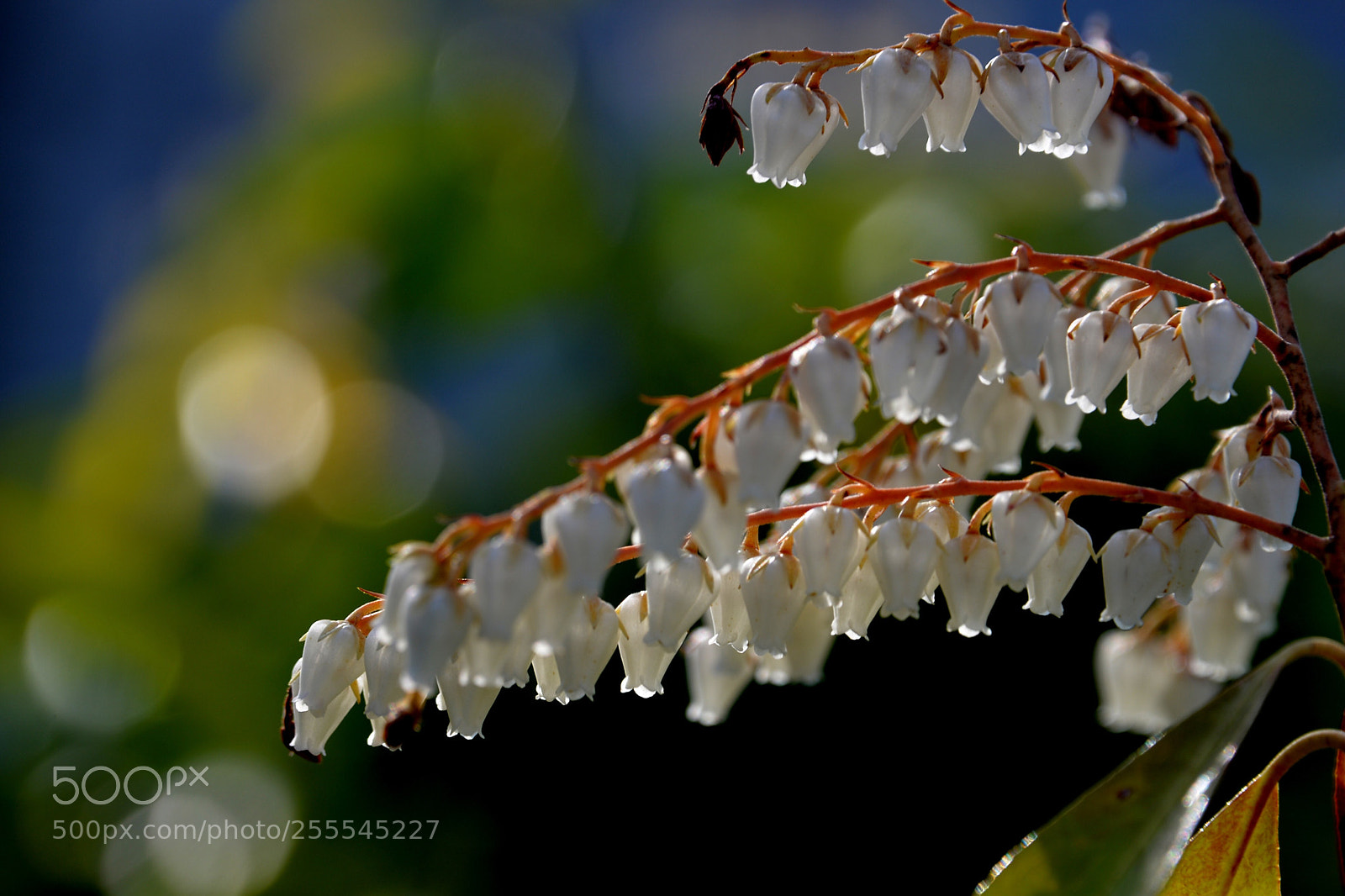 Nikon D610 sample photo. Spring bells  photography