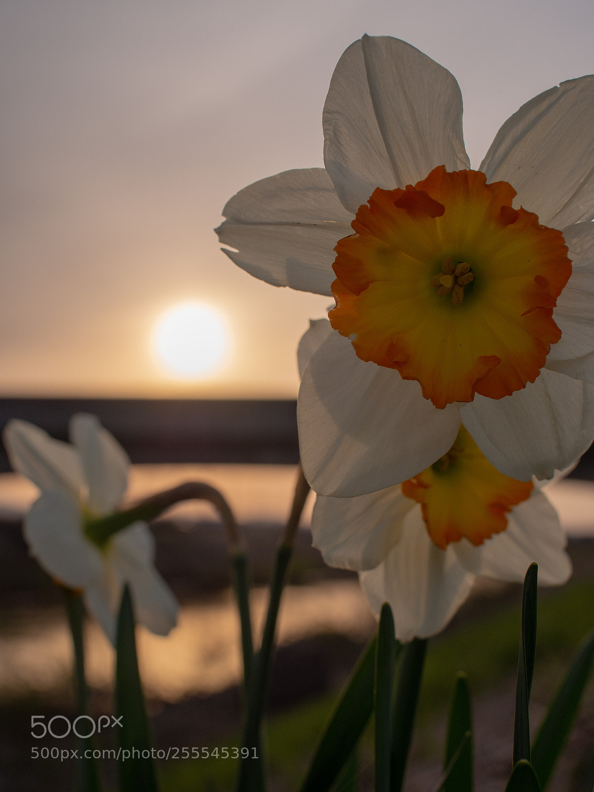 Olympus PEN E-PL5 sample photo. Lily photography