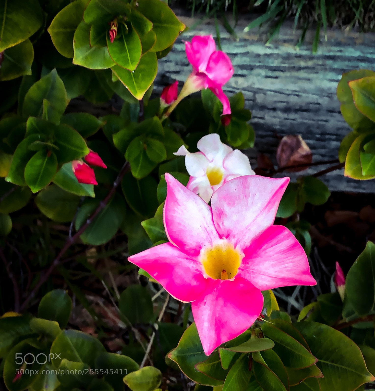 Apple iPhone 8 Plus sample photo. Pinwheels photography
