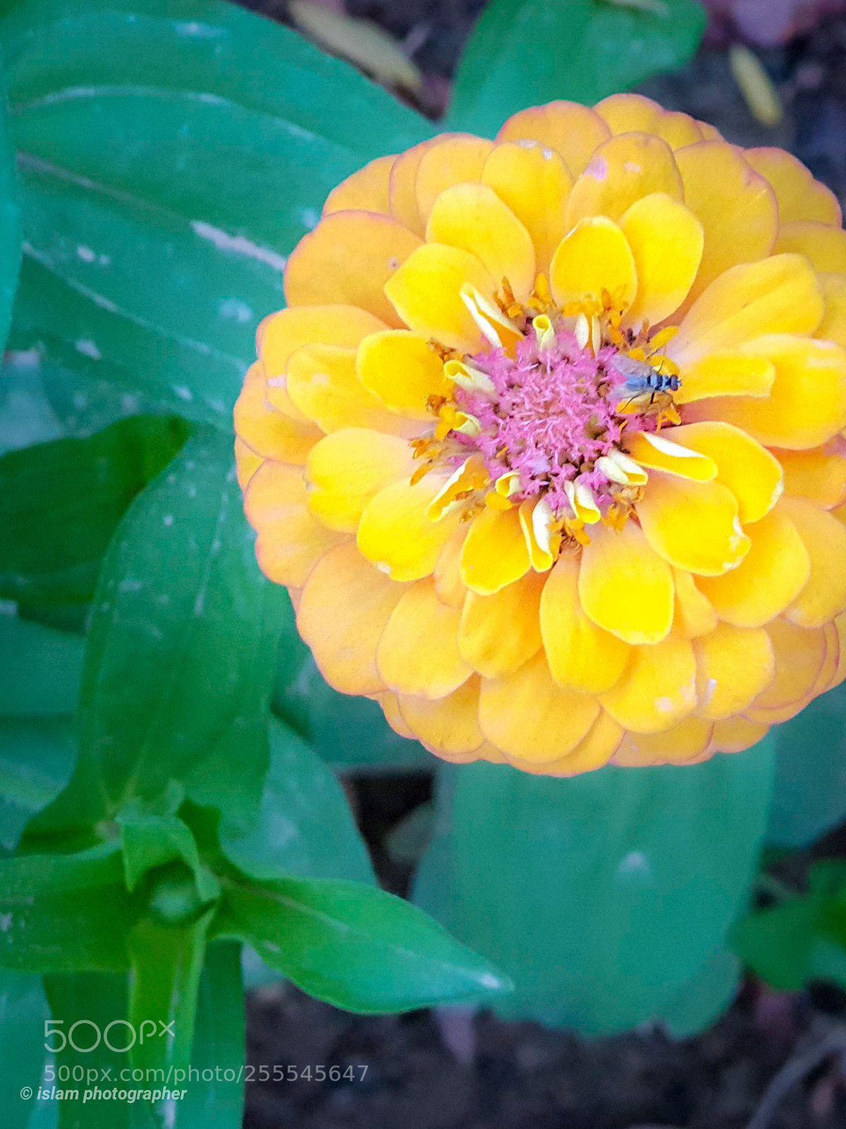 Samsung Galaxy S9+ sample photo. Yellow in macro photography