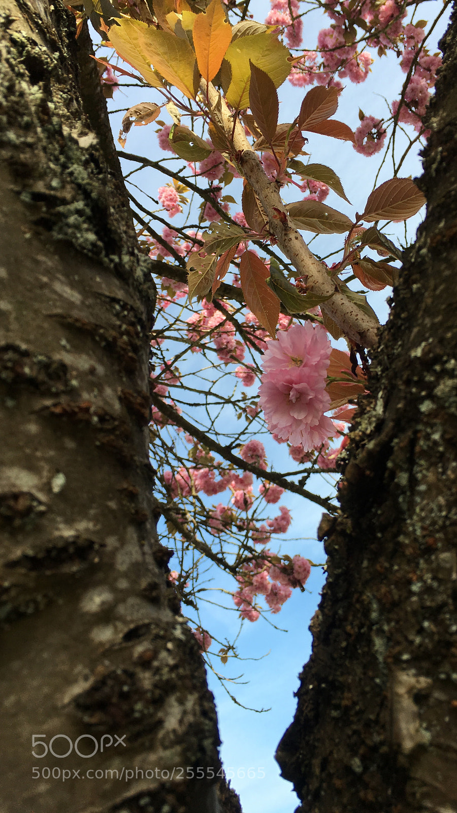 Apple iPhone 6s Plus sample photo. Untitled photography